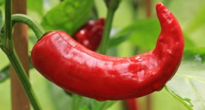 Hot Pepper