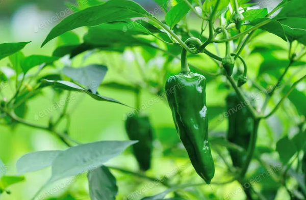Hot Peppers 