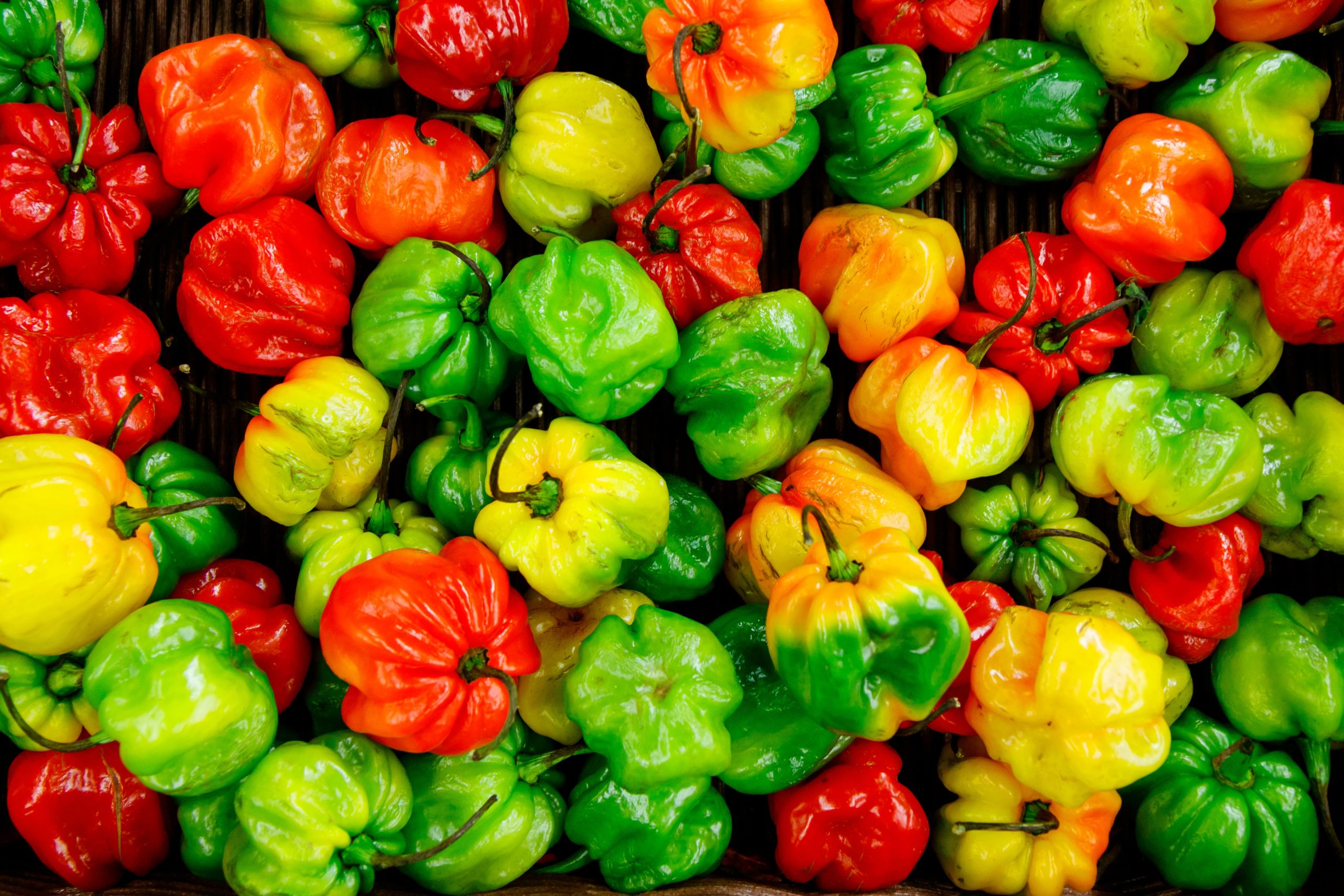 The Complete Guide to Growing Chocolate Habanero Peppers