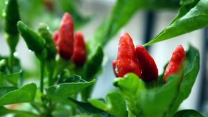 Hottest Spicy Carolina Reaper