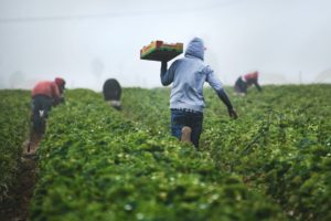 Chili Pepper Harvesting