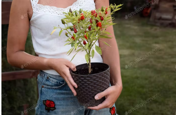  Plant Hot Peppers In Pots