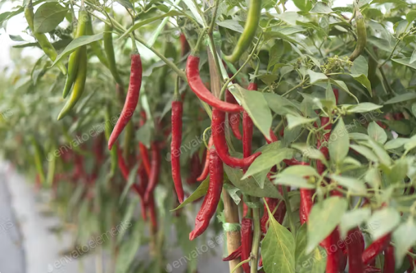 Chilli Plants to Grow