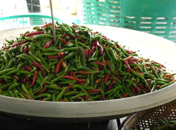 Unveiling the Secrets of Bird’s Eye Chilli: Nature’s Spicy Jewel