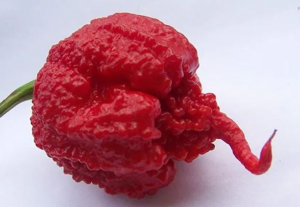 Unveiling the Mysteries of the Carolina Reaper Pepper