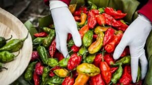 chilli picking