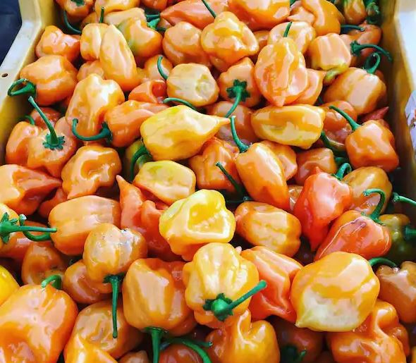 Unveiling the Spicy Secrets of Habanero Chillies