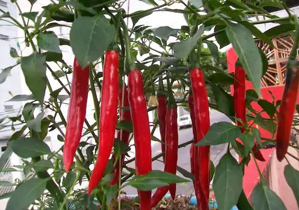 Exploring the Spicy World of Red Cayenne Pepper