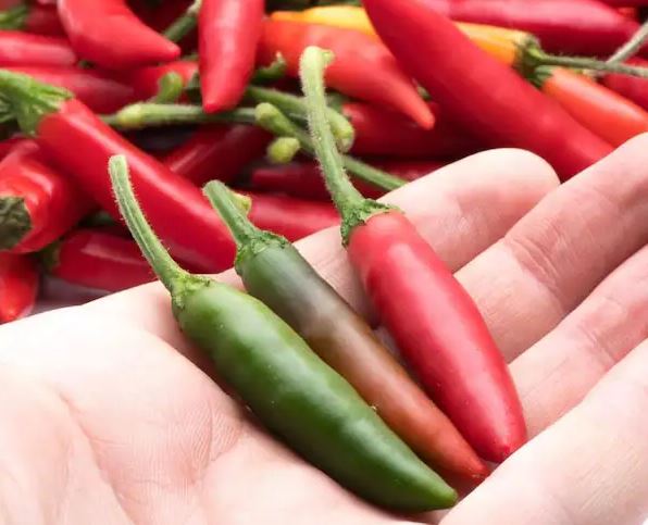 Exploring the Spicy World of Serrano Chillies